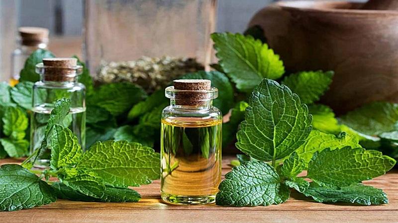 Làm trắng da bằng tía tô và dầu dừa