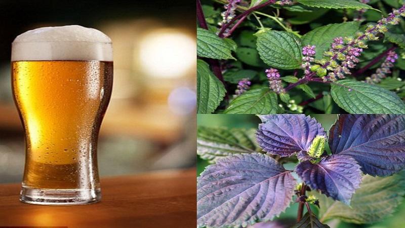 Tía tô và bia dưỡng sáng, chống oxy hóa, giúp da mịn màng