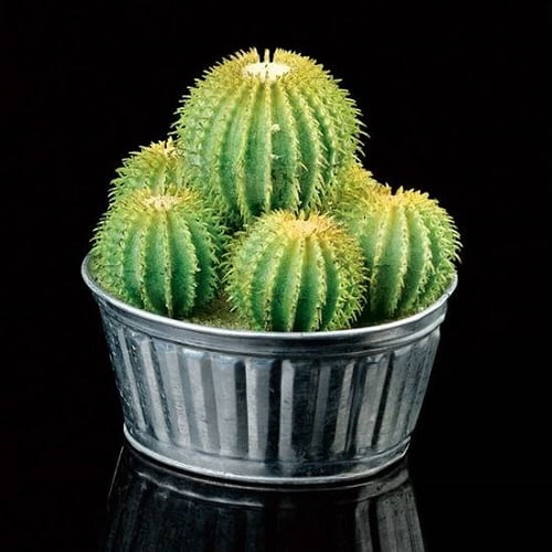 Dùng cây xương rồng giảm đào hoa, tìm lại bình yên